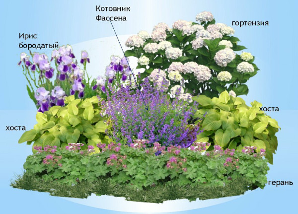 Гортензии в саду: дизайн, фото макета участка