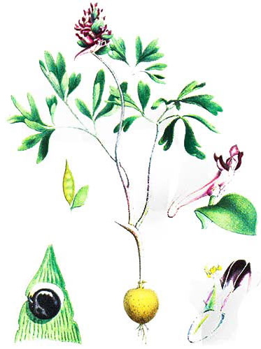 Коридалис. Фото цветка и описание сада, где растет лес, посадка и уход, лечебные свойства