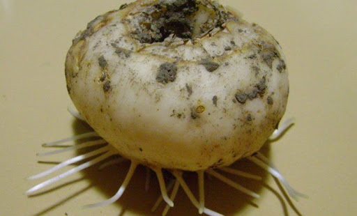 Цветок императорского рябчика. Фото, как посадить, уход в открытом грунте