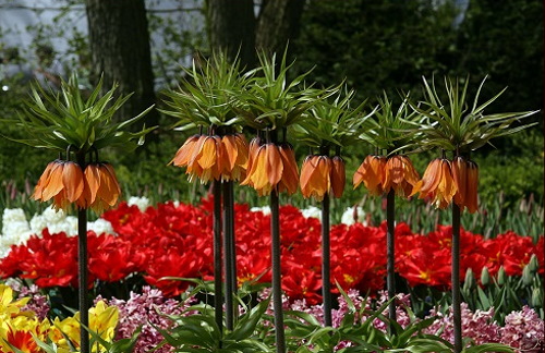 Цветок императорского рябчика. Фото, как посадить, уход в открытом грунте
