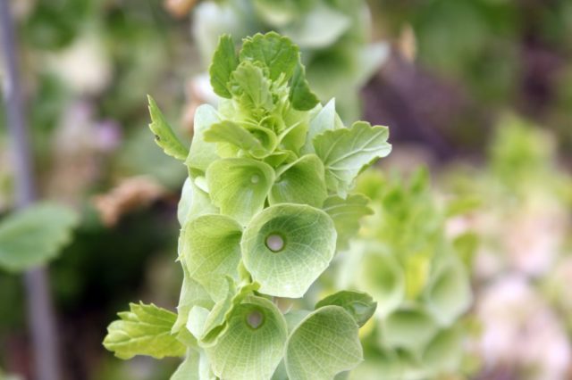 Ирландские колокольчики (молюцелла): выращивание из семян, посадка и уход