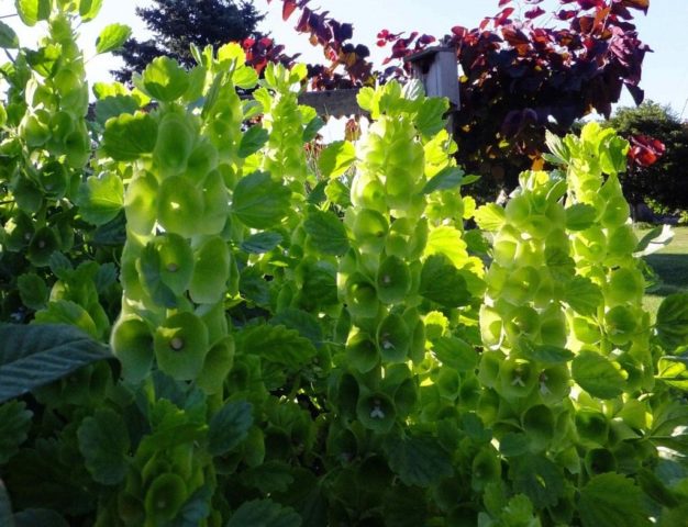 Ирландские колокольчики (молюцелла): выращивание из семян, посадка и уход