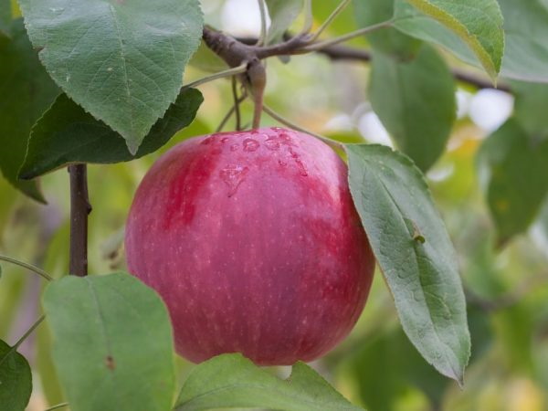 Яблочная Флорина. Описание сорта, фото, отзывы садоводов, где купить саженцы, морозостойкость, опылители
