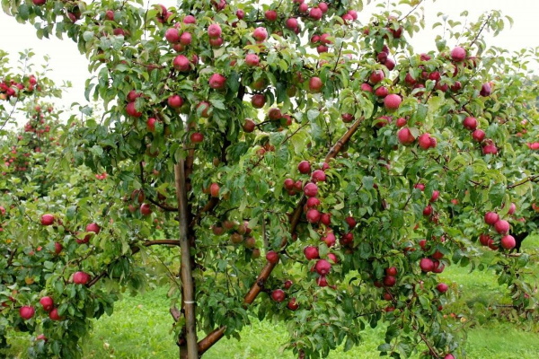 Яблочная Флорина. Описание сорта, фото, отзывы садоводов, где купить саженцы, морозостойкость, опылители