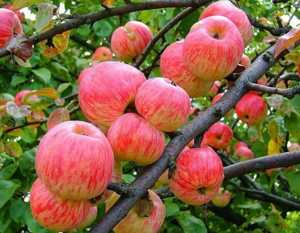 Яблоня Яблочный спас. Описание сорта, фото, отзывы садоводов, морозостойкость, опылители