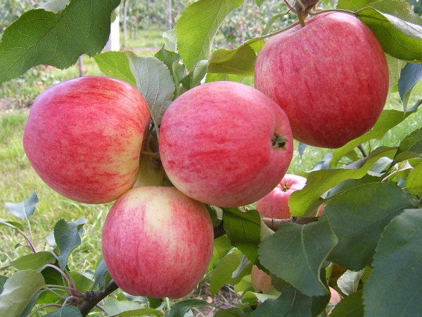 Жигулевская яблоня. Описание сорта, фото, отзывы садоводов, морозостойкость, посадка, уход, опылители