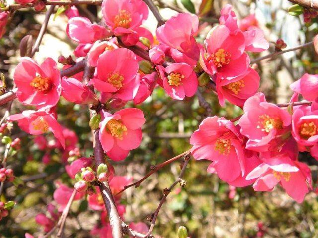Геномелес японский (айва): как растет, цветет, почему не плодоносит