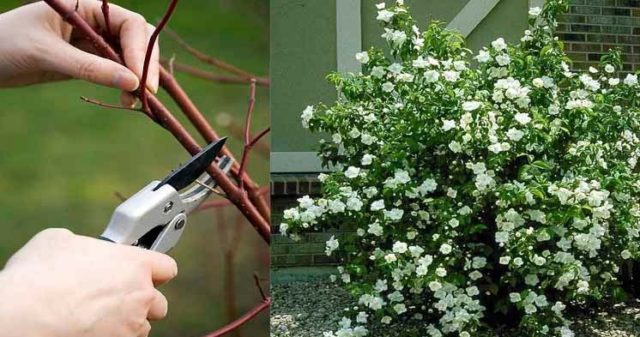 Как обрезать чубушник (жасмин садовый) весной, после цветения: сроки, схемы, видео для начинающих