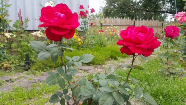 Как летом пересадить розы на другое место: во время цветения, видео