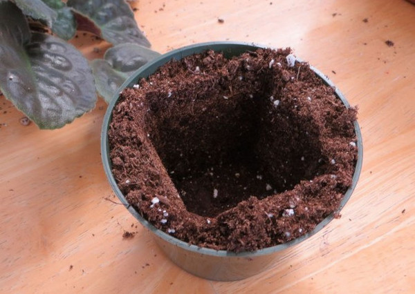 Как посадить фиалку дома пошагово