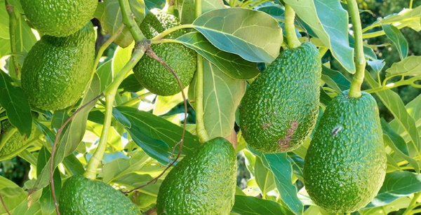 Как растет авокадо? Фото дерево в природе, как посадить, вырастить из косточки в поле, саду, дома