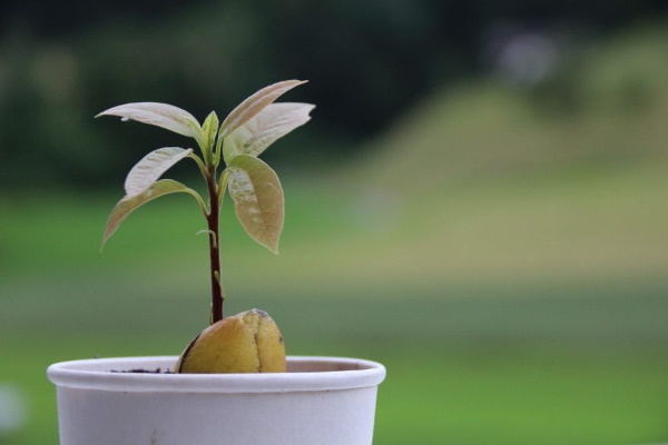 Как растет авокадо? Фото дерево в природе, как посадить, вырастить из косточки в поле, саду, дома