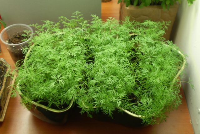 Как вырастить укроп на подоконнике зимой: выращивание из семян, посадка, подкормка и уход