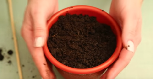 Как вырастить укроп на подоконнике зимой: выращивание из семян, посадка, подкормка и уход