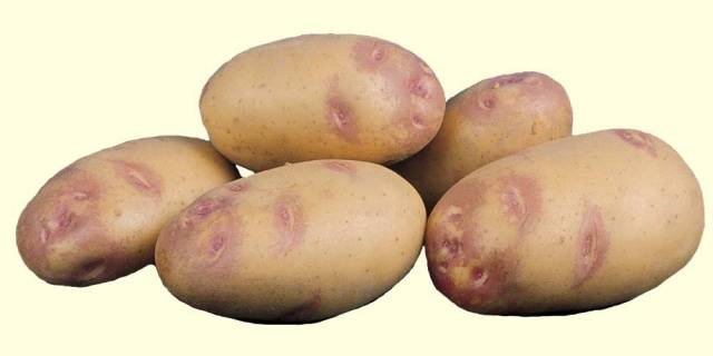 Какие сорта картофеля выбрать для хранения