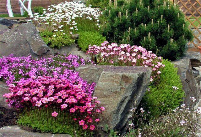Камнеломка: фото цветов на клумбе, в ландшафтном дизайне, полезные свойства