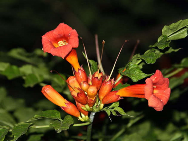 Кампсис цветок. Фото, посадка и уход, размножение, выращивание в открытом грунте