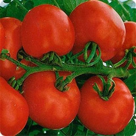 Кистевые сорта томатов для теплиц