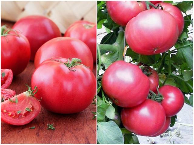 Кистевые сорта томатов для теплиц