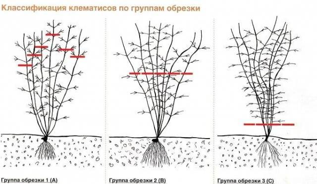 Клематисы 3 группы обрезки: сорта для Урала, Сибири