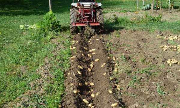 Когда можно копать молодой картофель