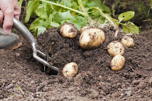 Когда можно копать молодой картофель