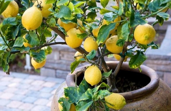 Комнатный лимон (лимонное дерево): уход в домашних условиях
