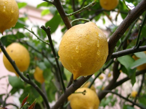 Комнатный лимон (лимонное дерево): уход в домашних условиях