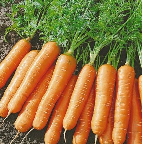 Короткая и толстая морковь