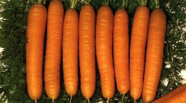 Короткая и толстая морковь