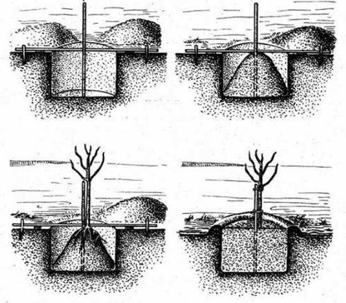 Косточковые деревья: обрезка весной, прививка, обработка, укрытие, посадка