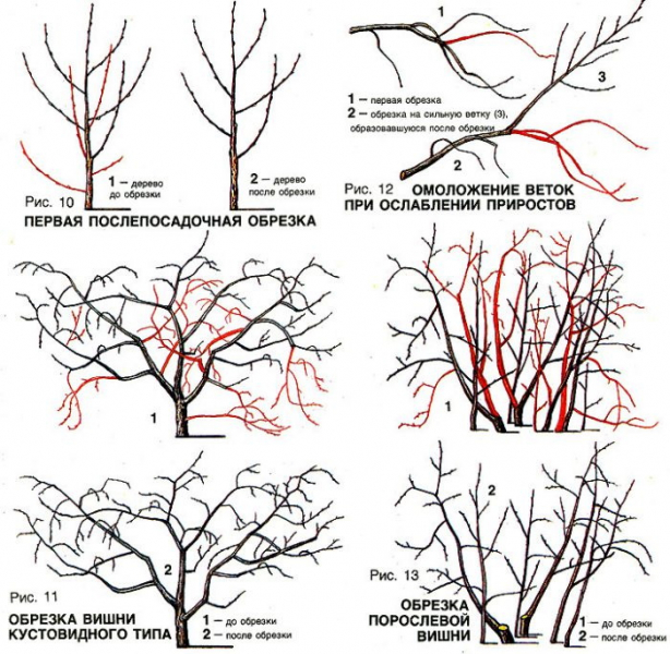 Косточковые деревья: обрезка весной, прививка, обработка, укрытие, посадка