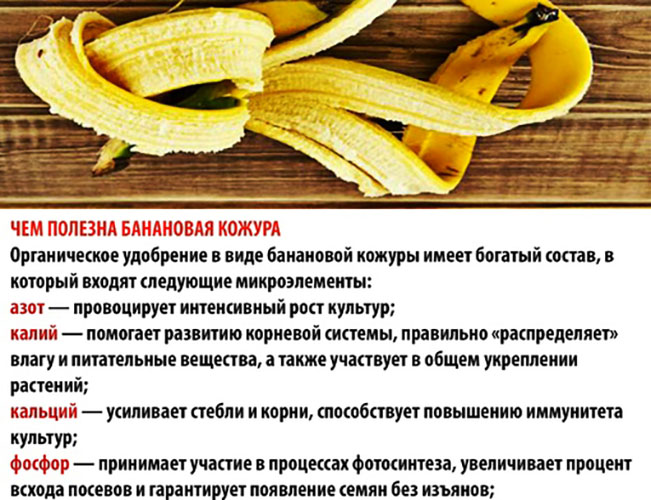Банановая кожура как удобрение для цветов, рассады томатов, огурцов, растений. Рецепт, как приготовить, применение