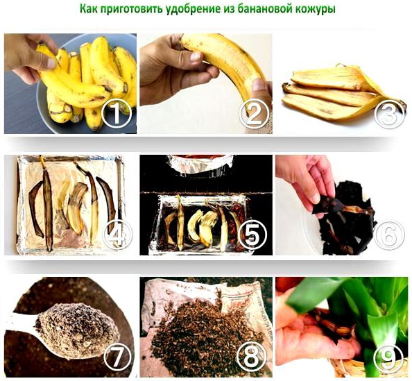 Банановая кожура как удобрение для цветов, рассады томатов, огурцов, растений. Рецепт, как приготовить, применение