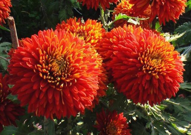 Красные хризантемы: фото, описание и сорта