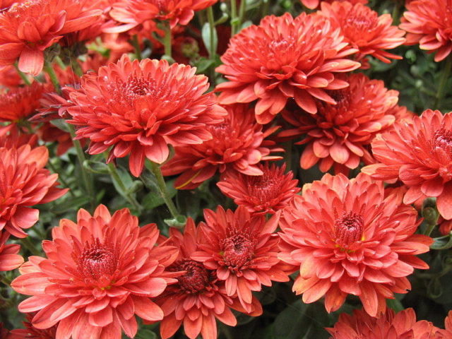 Красные хризантемы: фото, описание и сорта