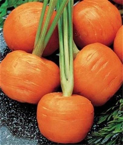 Круглая морковь