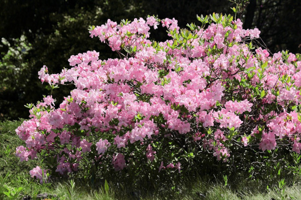 Кустарники цветущие все лето зимостойкие многолетники фото, названия