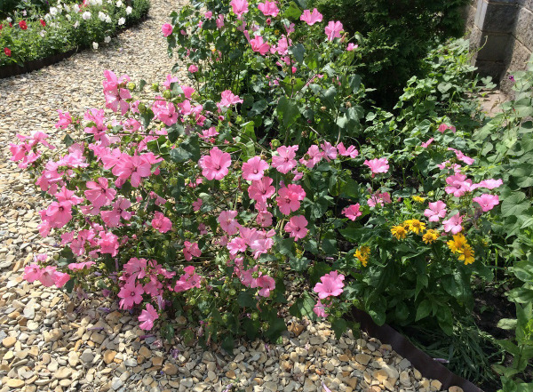 Прачечная. Фото цветов на клумбе садовой розы, выращивание