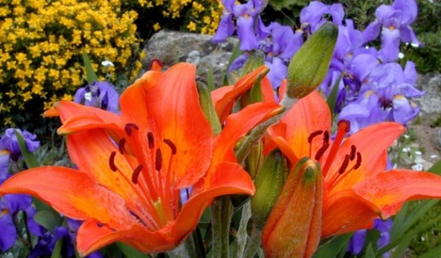 Лилии в саду: ландшафтные хитрости, сочетание с другими растениями, фото