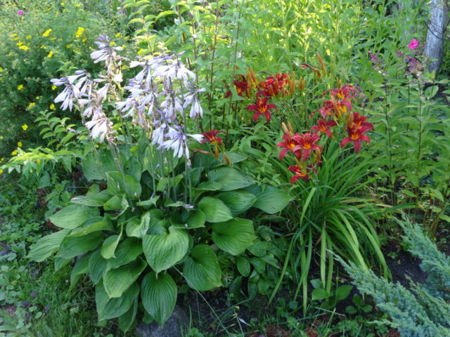 Лилии в саду: ландшафтные хитрости, сочетание с другими растениями, фото