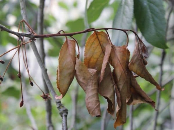 Листья вишни вянут, скручиваются, сохнут: болезни, причины, как спасти
