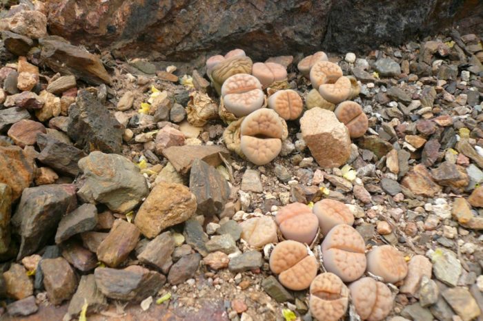 Литопсы – уход и содержание живых камней