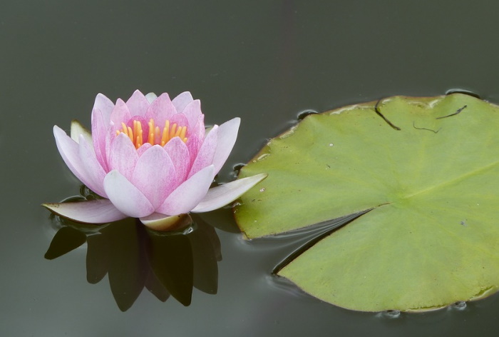 Цветок лотоса Фото как вырастить из семян, уход, размножение