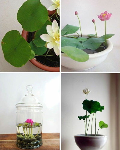 Цветок лотоса Фото как вырастить из семян, уход, размножение