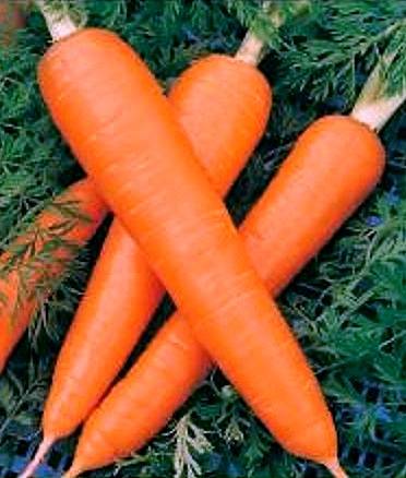 Лучшие сорта длинной моркови