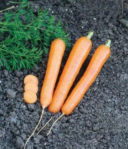 Лучшие сорта длинной моркови