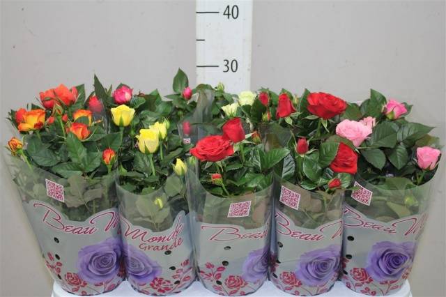 Лучшие сорта миниатюрных роз