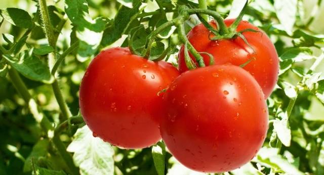 Лучшие низкорослые сорта томатов для теплицы