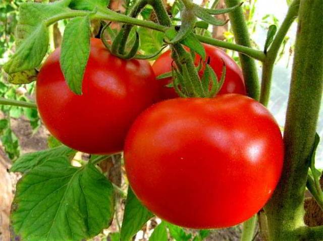 Лучшие низкорослые сорта томатов для теплицы